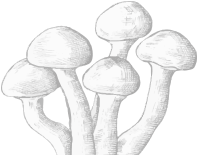 Shape Image